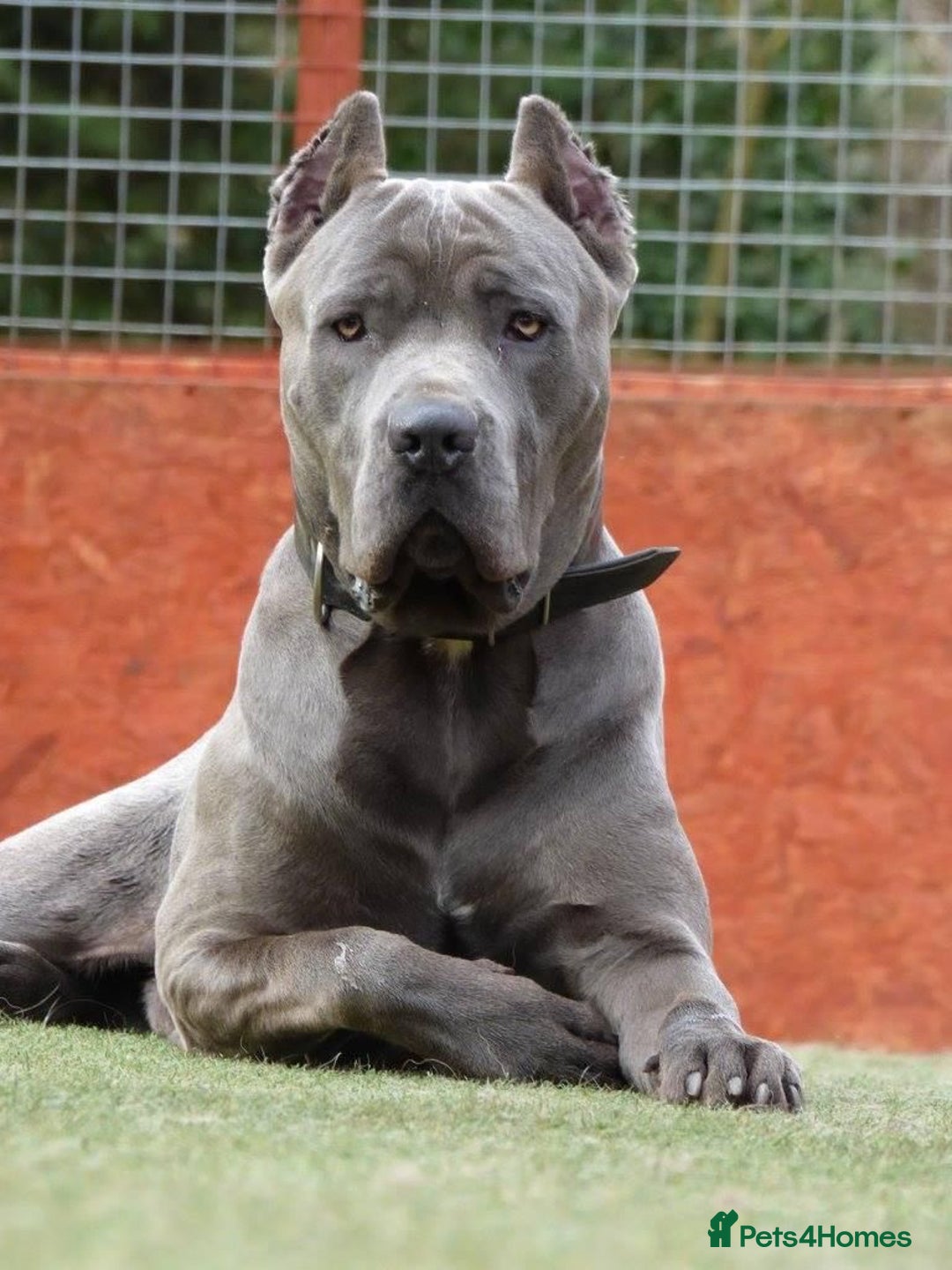 Mixed Breed dogs for sale: Cane corso x mail pups available.  - Advert 10