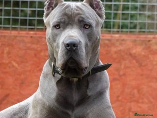 Mixed Breed dogs Cane corso x mail pups available. - Advert 4