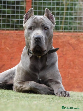 Mixed Breed dogs Cane corso x mail pups available. - Advert 1