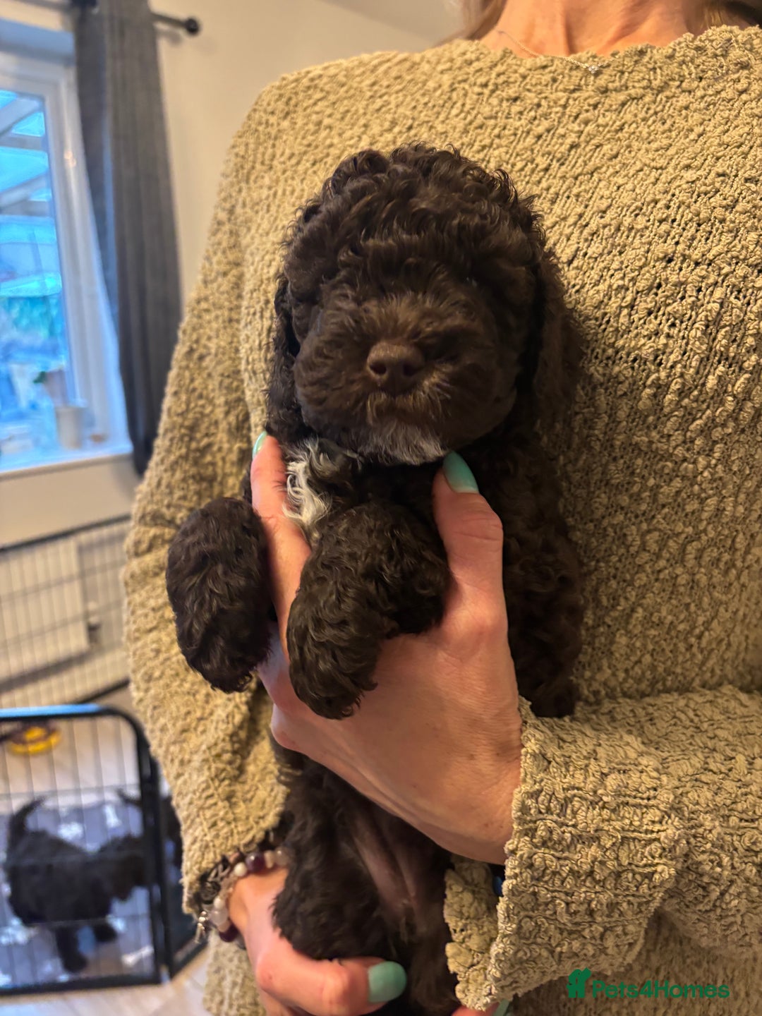 Cockapoo dogs for sale: Cute cockapoo puppies  - Image 2