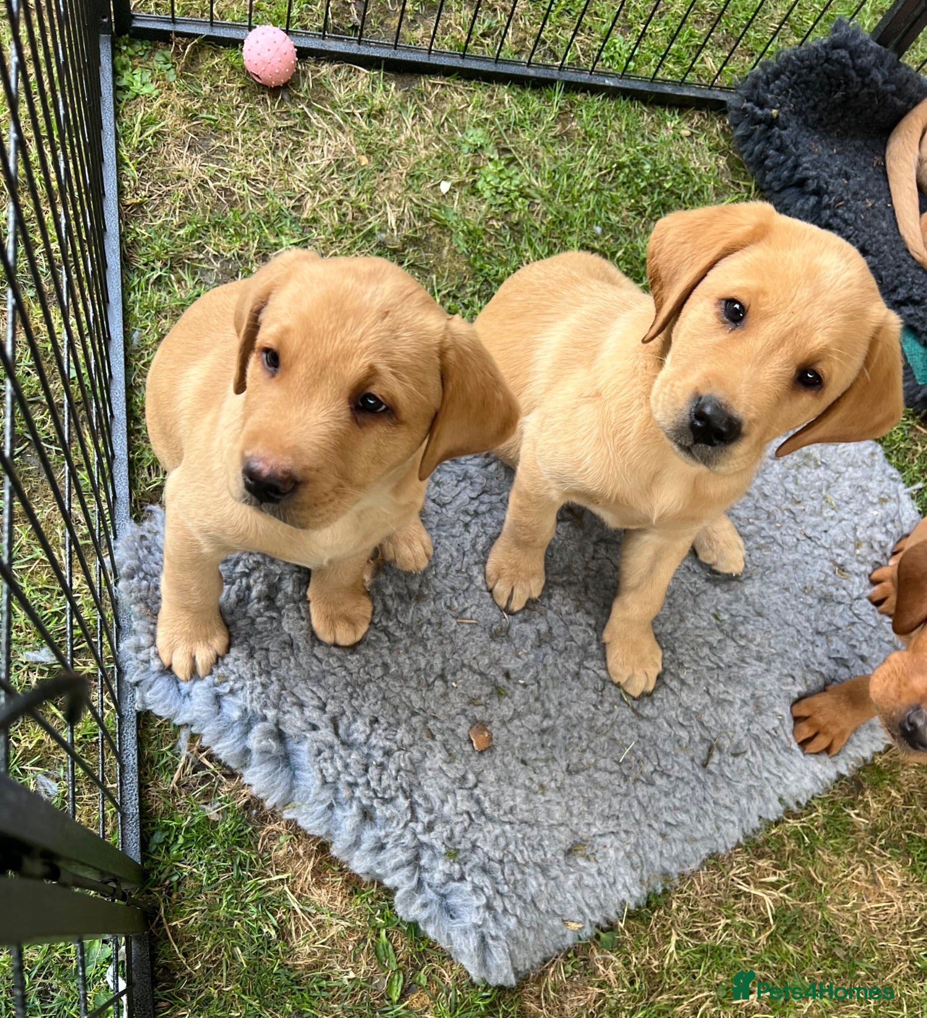 Labrador Retriever dogs Gorgeous Labrador Puppies For Sale - Advert 1
