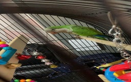 Parrots birds for sale: Green Quaker Parrot - Image 2
