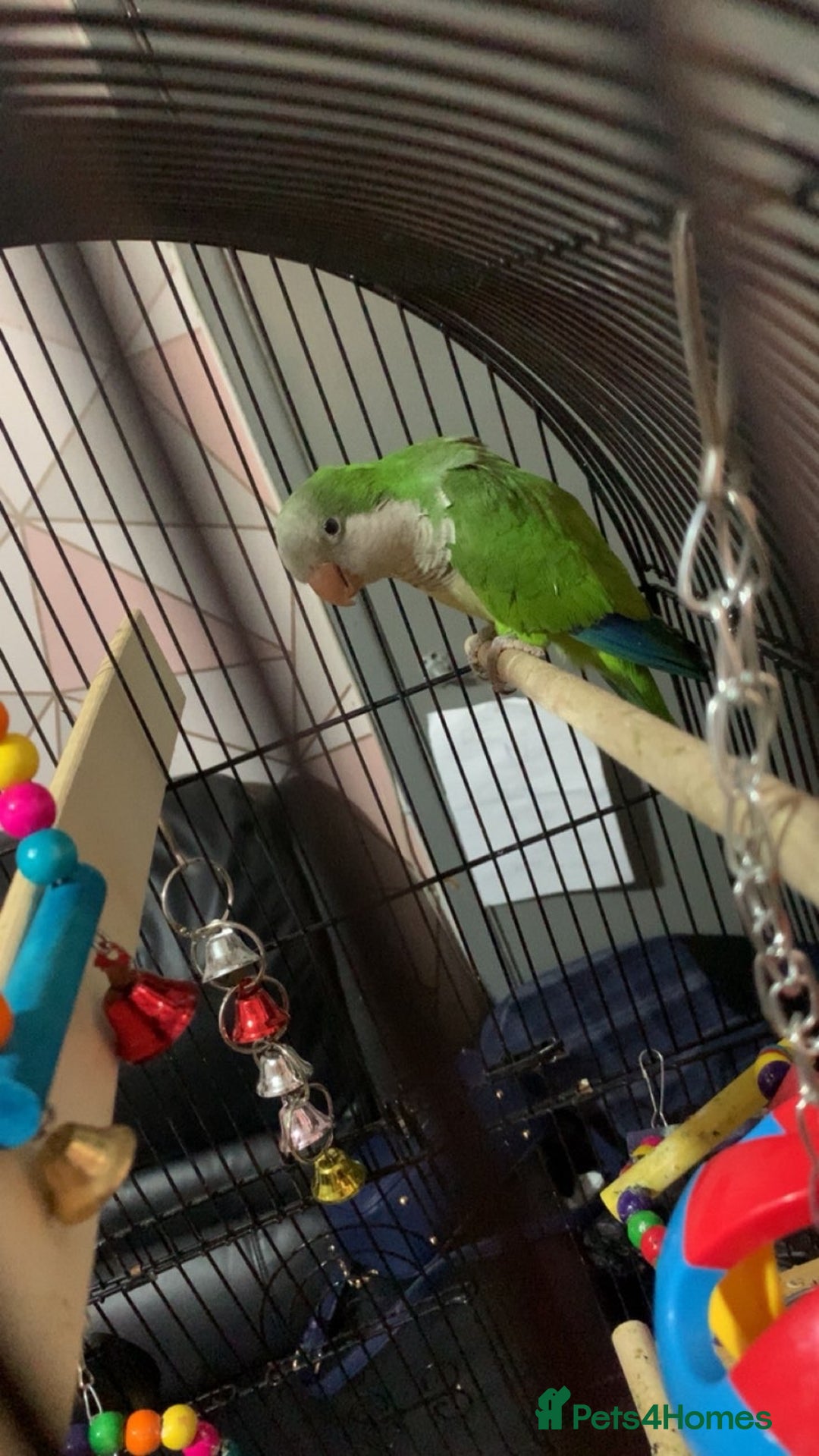 Parrots birds for sale: Green Quaker Parrot - Image 2