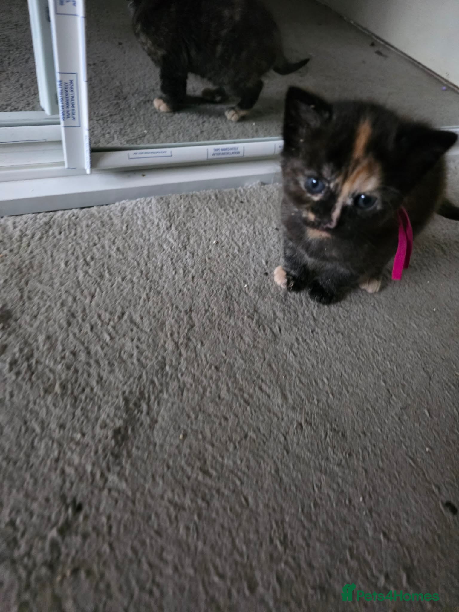 Mixed Breed cats Beautiful little girl - Advert 15