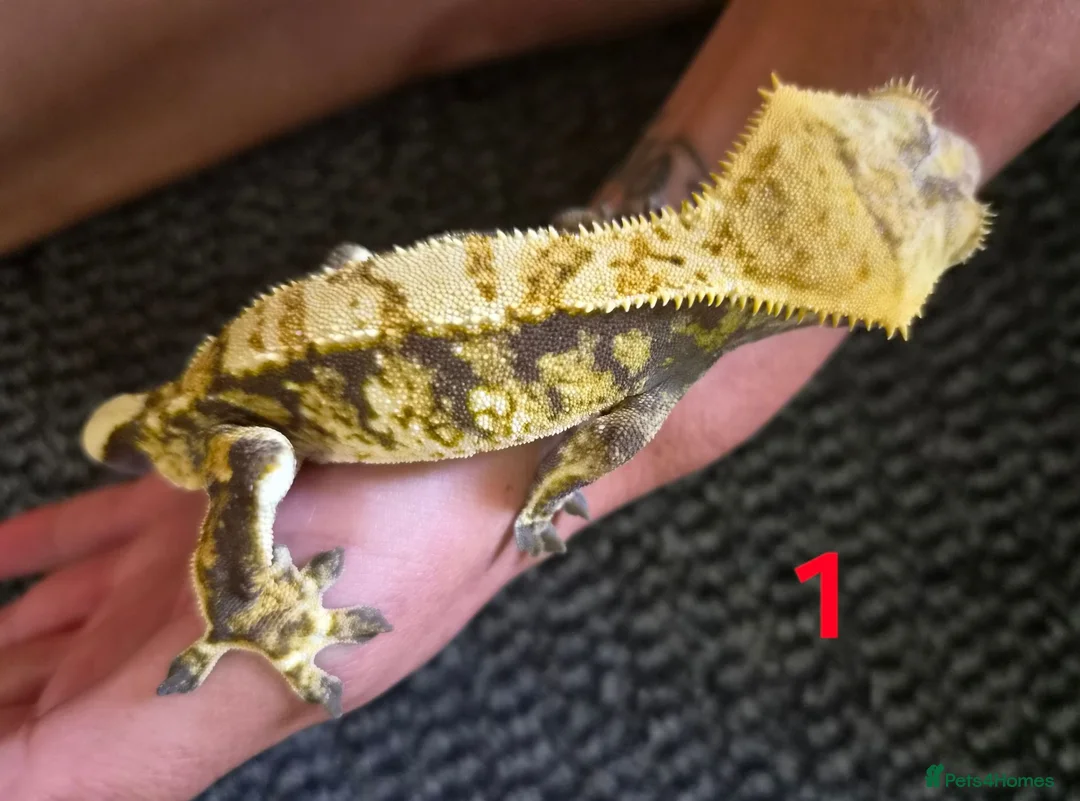 Gecko reptiles for sale: Male crested geckos for sale - Advert 8