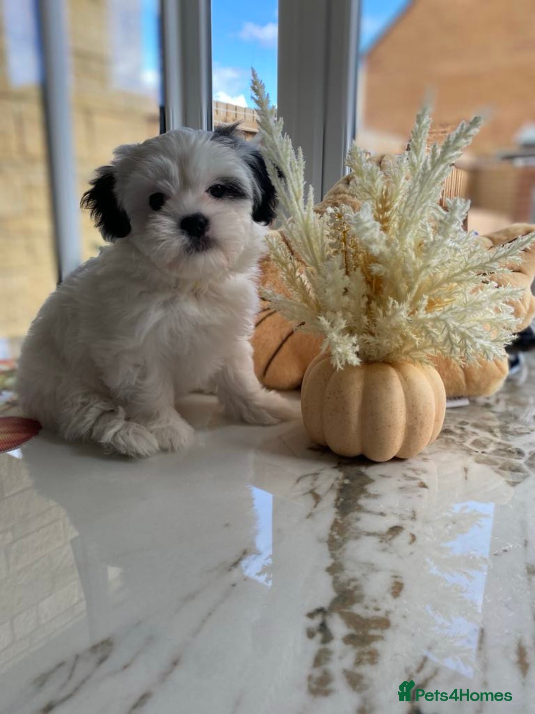 Bichon Maltese Maltese Cross Puppies For Sale Unique Maltipom