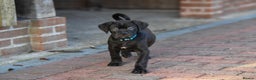 Cane Corso dogs for sale: Cane Corso pups  - Advert 15