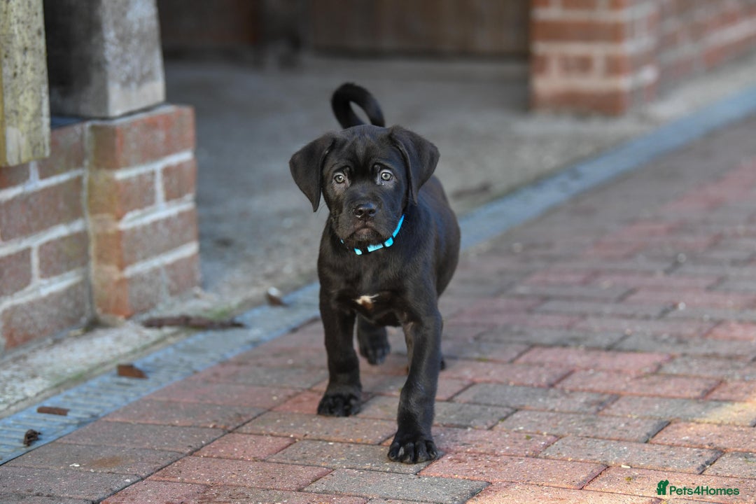 Cane Corso dogs for sale: Cane Corso pups  - Advert 15
