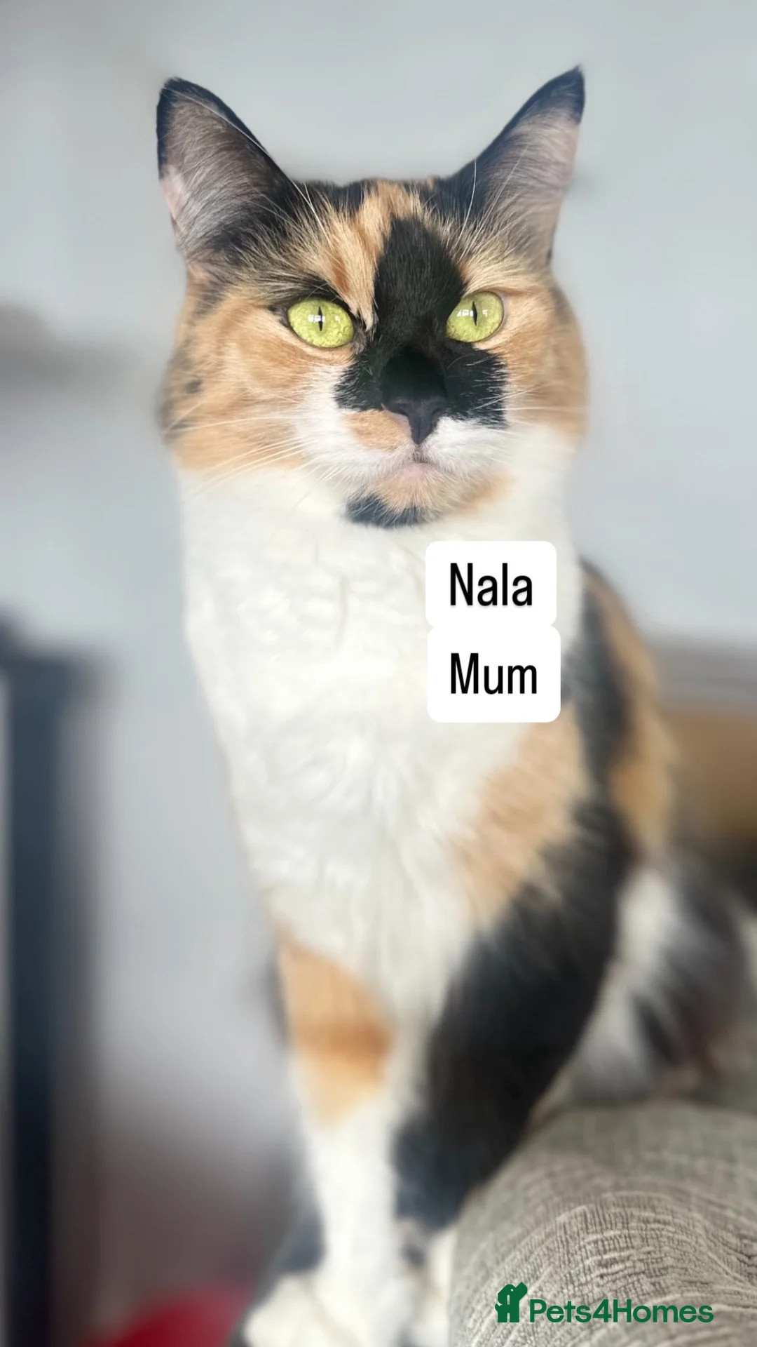 Mixed Breed cats for sale: Beautiful kittens - Advert 1