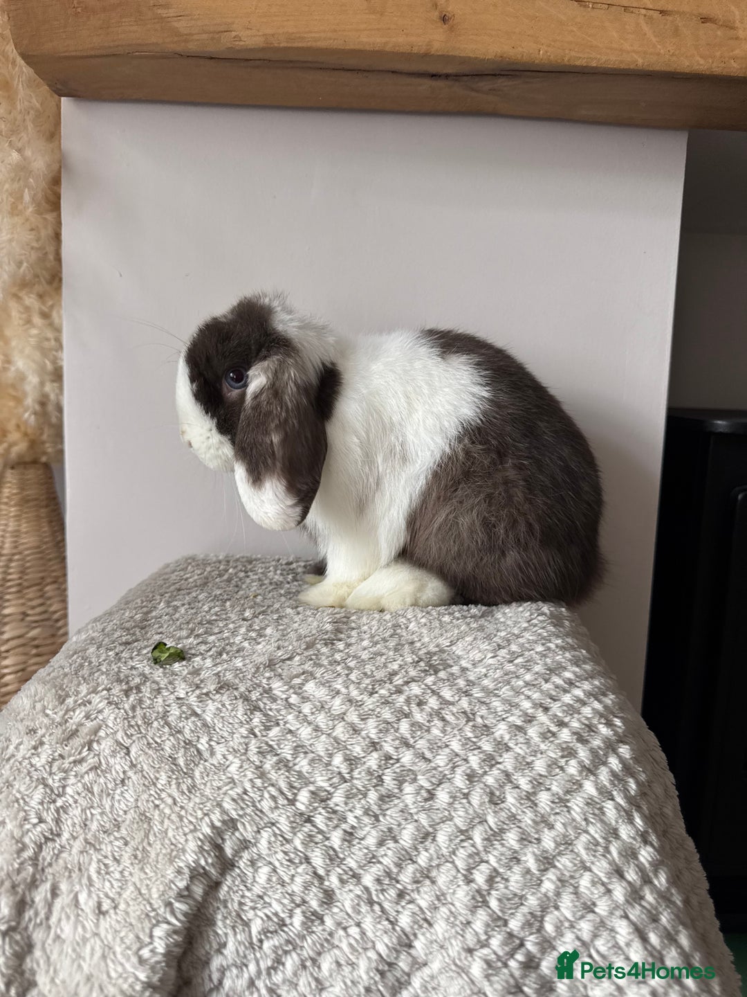 Mini Lop rabbits for sale: Pure Bred Mini lops  - Image 13