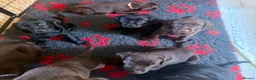 Labrador Retriever dogs for sale: Beautiful litter - Advert 9