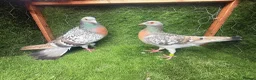 Pigeons birds for sale: Top Quality Strong Breeding Pair – Vaccinated - Advert 8