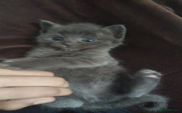 Ragdoll cats for sale: Half ragdoll kitten - Image 3