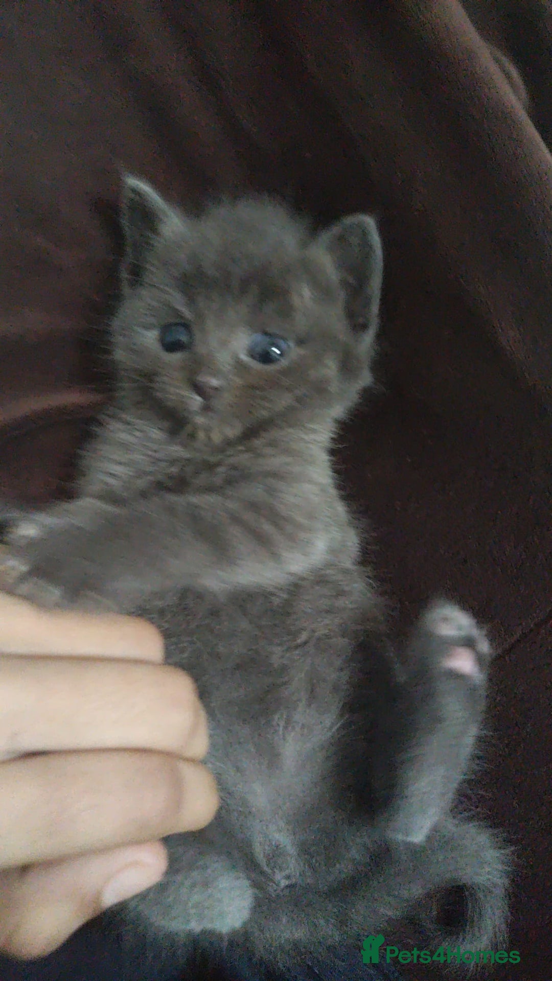 Ragdoll cats for sale: Half ragdoll kitten - Image 3