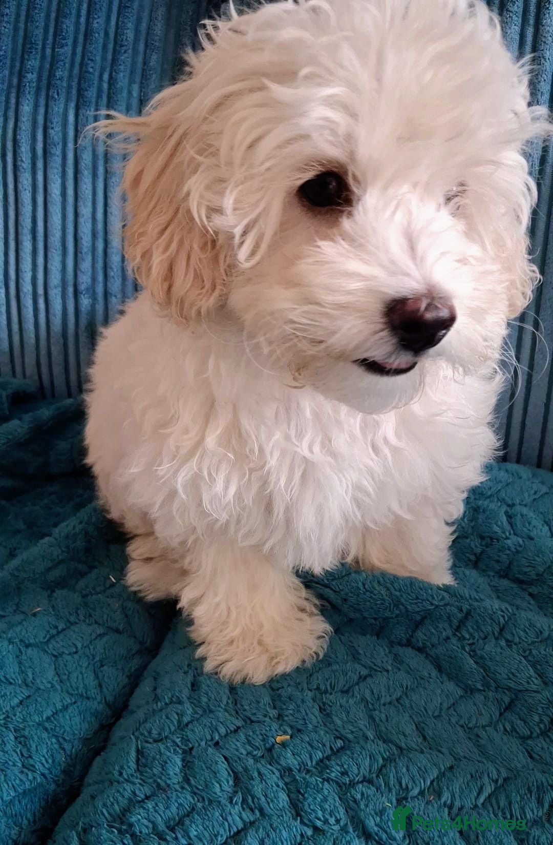 Maltipoo dogs Male Genetically health tested maltipoo - Advert 4