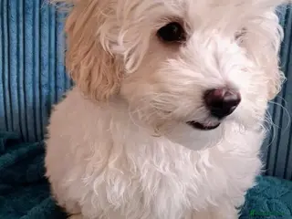 Maltipoo dogs Male Genetically health tested maltipoo - Advert 4