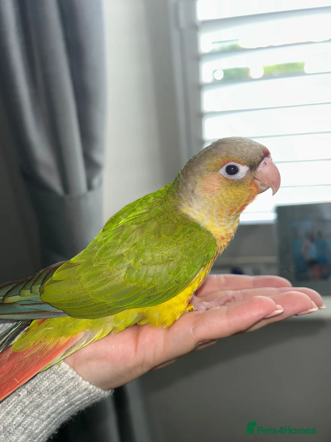 Conures birds for sale: Hand reared tame Pineapple conure in Saint Helens - Advert 1