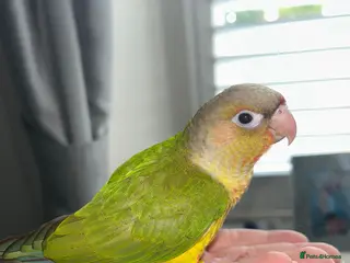 Conures birds Hand reared tame Pineapple conure in Saint Helens - Advert 3