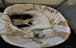 Mixed Breed dogs for sale: Blondie 🎀 - Advert 5