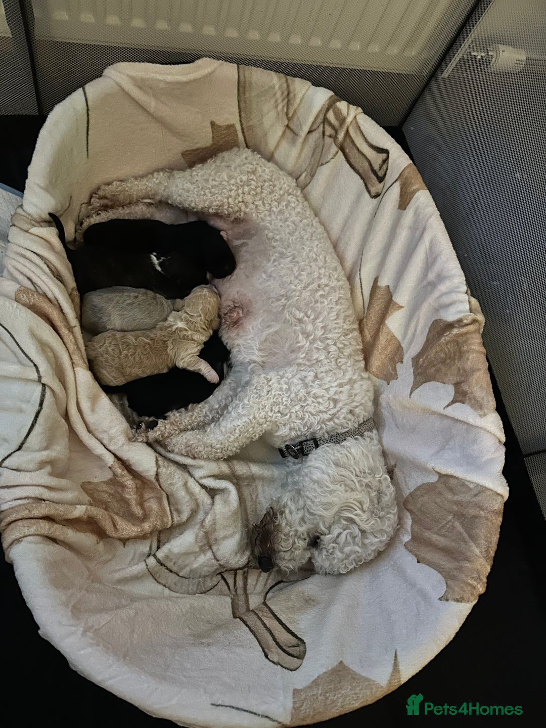 Mixed Breed dogs for sale: Blondie 🎀 - Advert 5