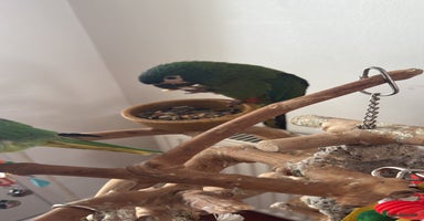Macaws birds - Advert 5