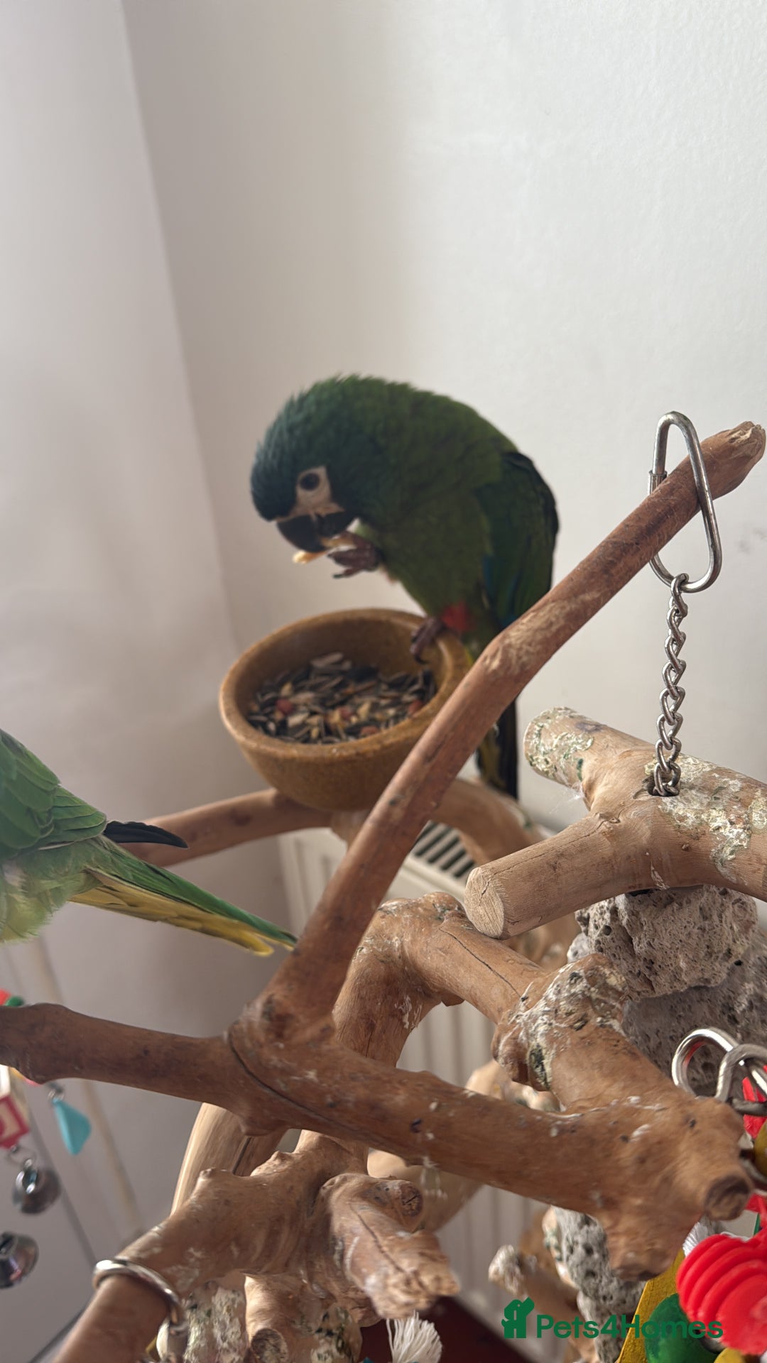 Macaws birds for sale: Blue winged macaw - Image 2