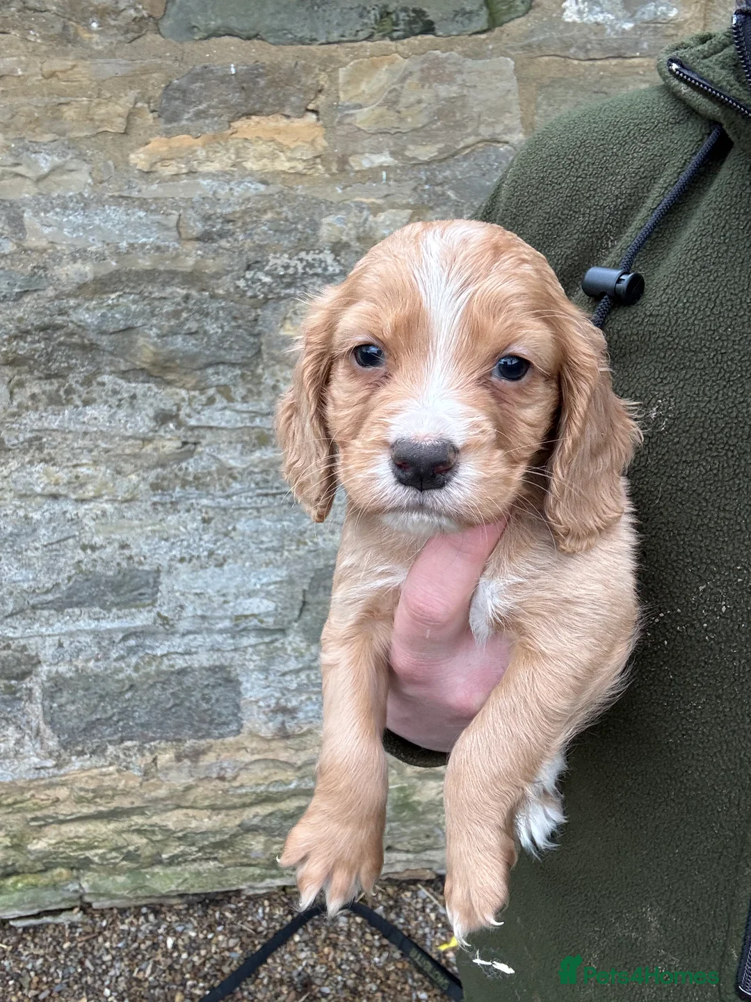 Cocker Spaniel dogs for sale: KC Working Cocker Spaniels  - Advert 2