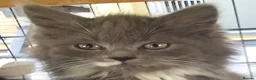 Persian cats for sale: Half perian lovley kittens  - Advert 11