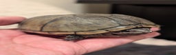 Turtle reptiles for sale: Pair of Female Musk Turtles - Terrapins - Advert 4