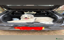 Belgian Shepherd Dog dogs for sale: Bella - Image 2