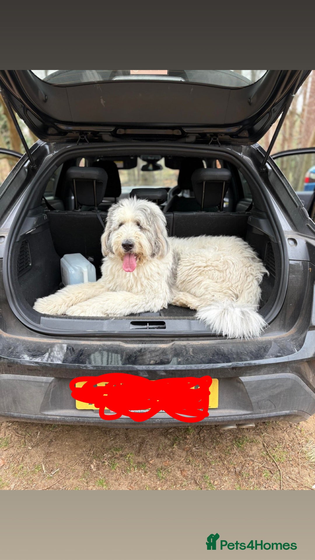 Belgian Shepherd Dog dogs for sale: Bella - Image 2