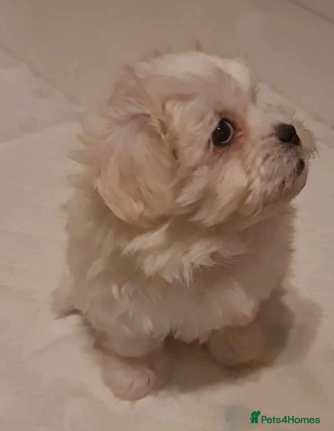 Mixed Breed dogs for sale: Havanese x Maltese Havamalts - Advert 7