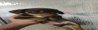 Chiweenie 3