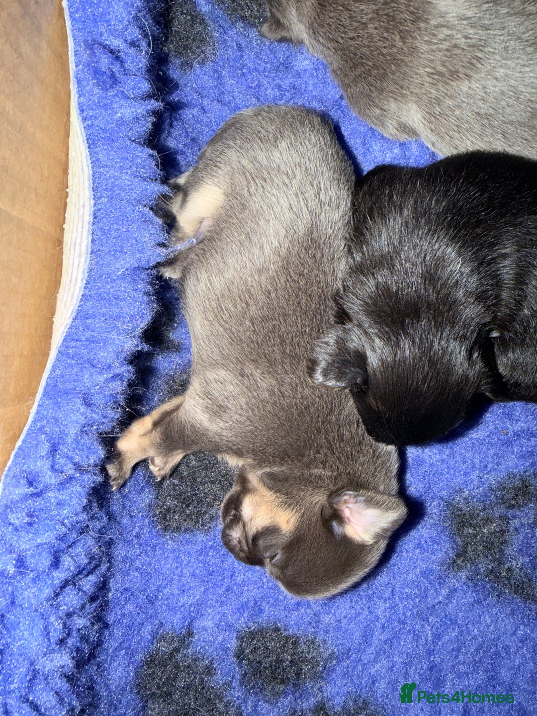 Pomchi dogs for sale: Beautiful litter of Pomchi - Advert 11