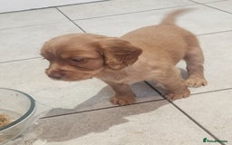 Cocker Spaniel dogs for sale: 3 kc reg working cocker spaniels avaliable  - Image 10