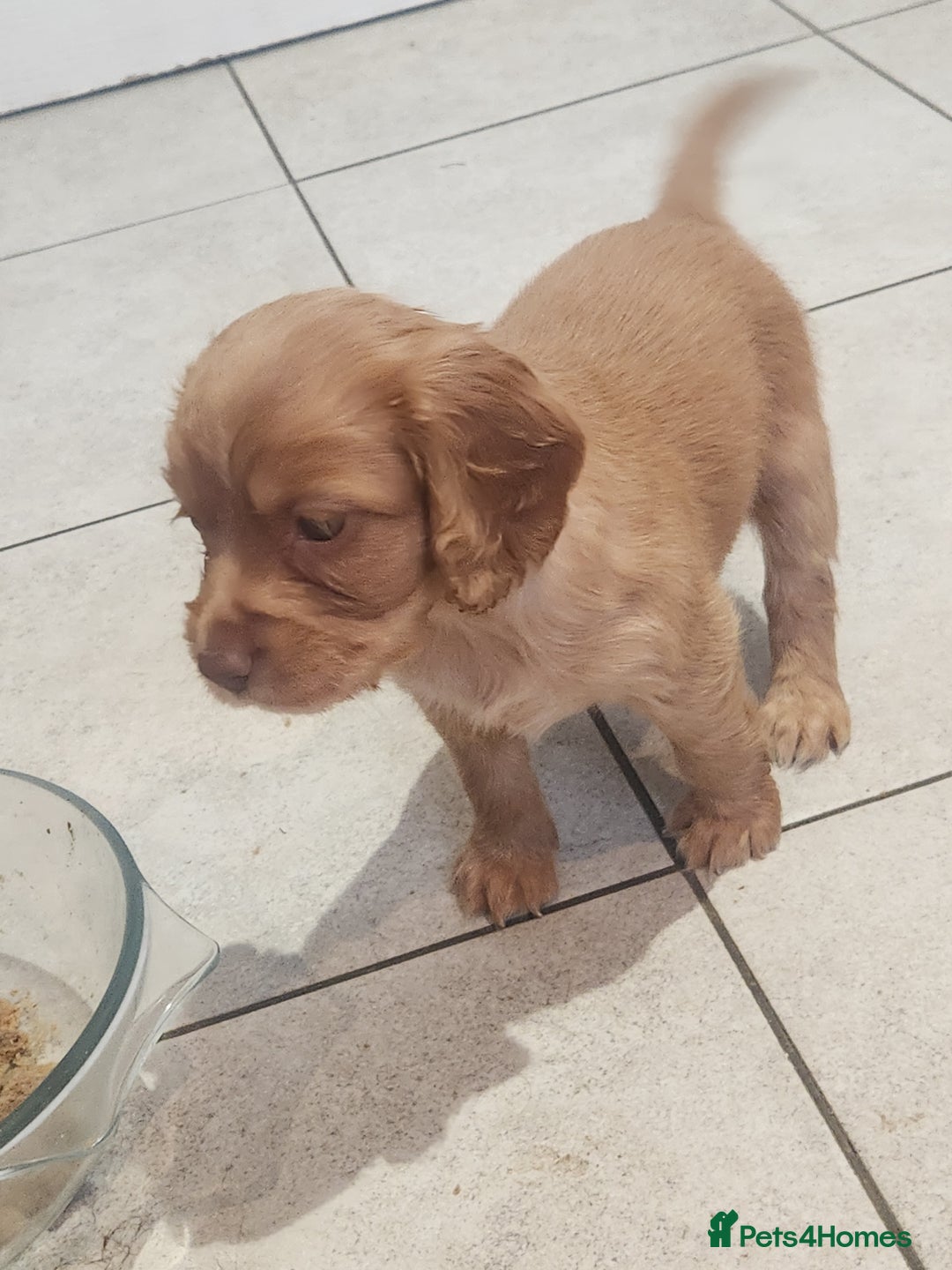 Cocker Spaniel dogs for sale: 3 kc reg working cocker spaniels avaliable  - Image 10