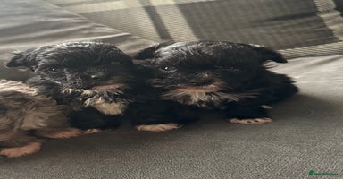 Maltipoo dogs F1 Toy Maltipoos - Advert 6