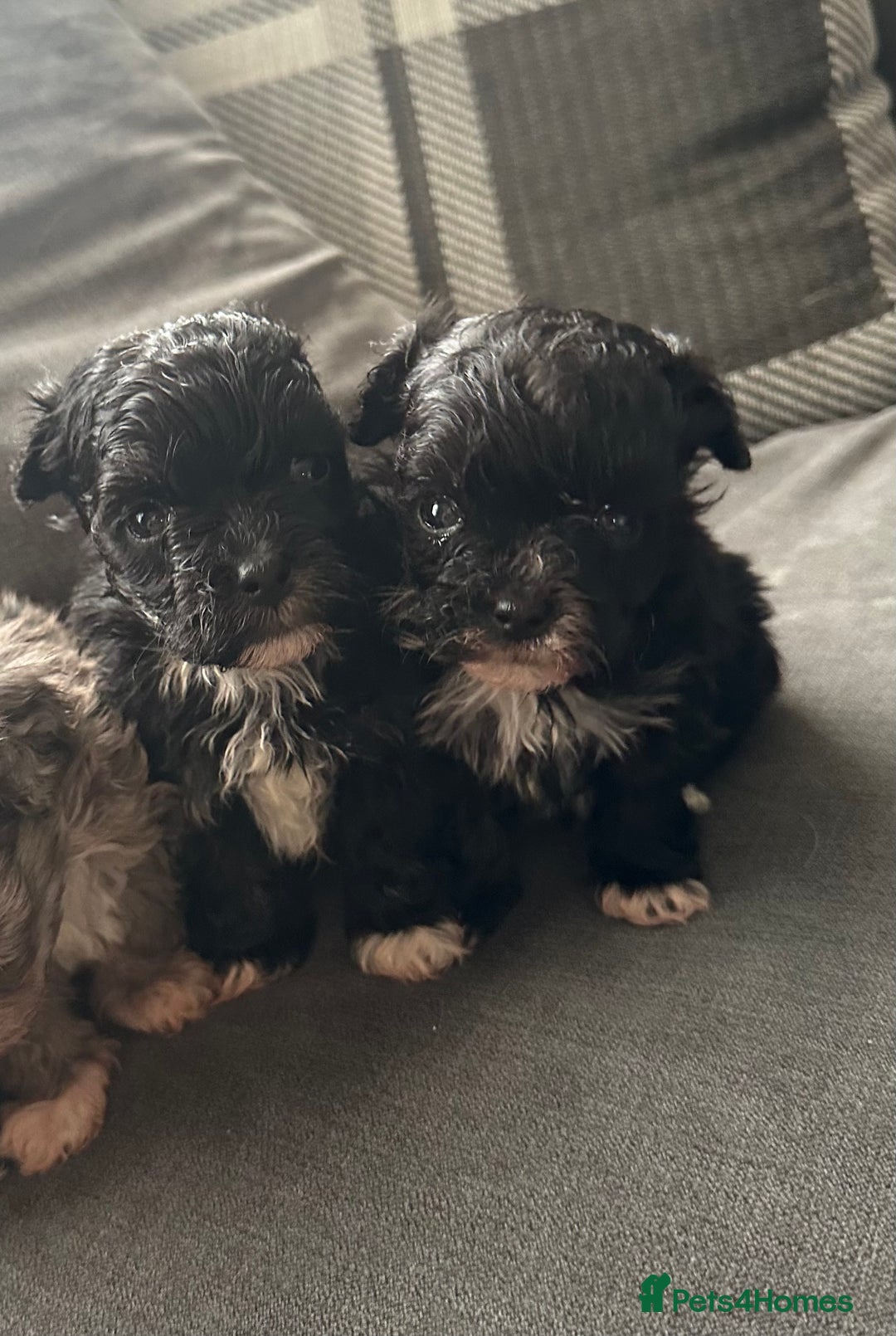 Maltipoo dogs for sale: F1 Toy Maltipoos - Advert 6
