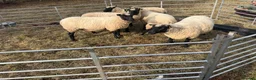 Sheep livestock for sale: Pedigree Llanwenog Shearling Ewes  in Chepstow - Advert 11