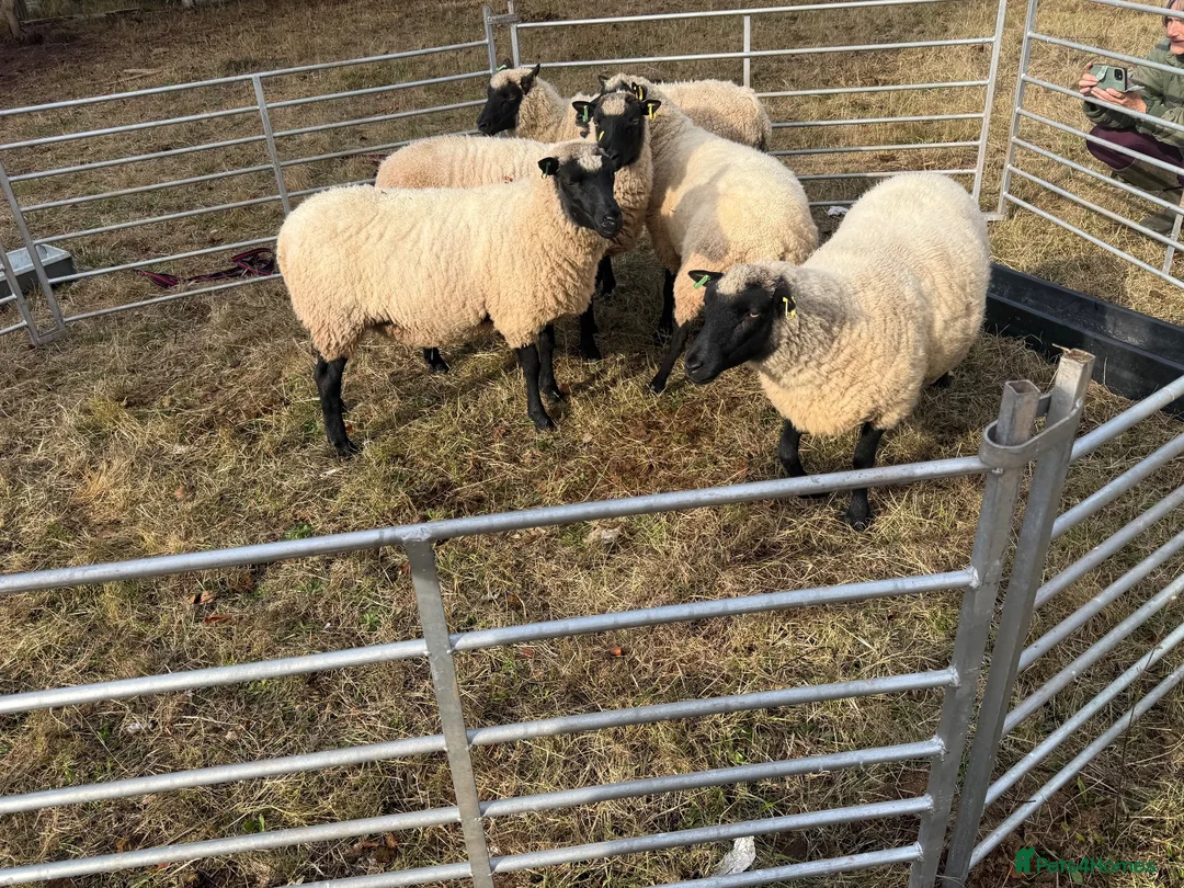 Sheep livestock for sale: Pedigree Llanwenog Shearling Ewes  in Chepstow - Advert 11