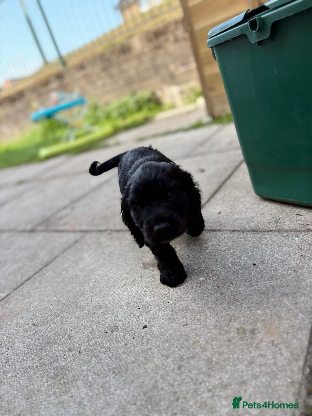 Cocker Spaniel dogs for sale: Cocker spaniel puppies 🐶 - Image 7