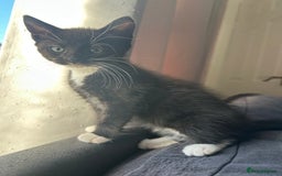 Mixed Breed cats for sale: Mixed breed tabby kittens  - Image 6