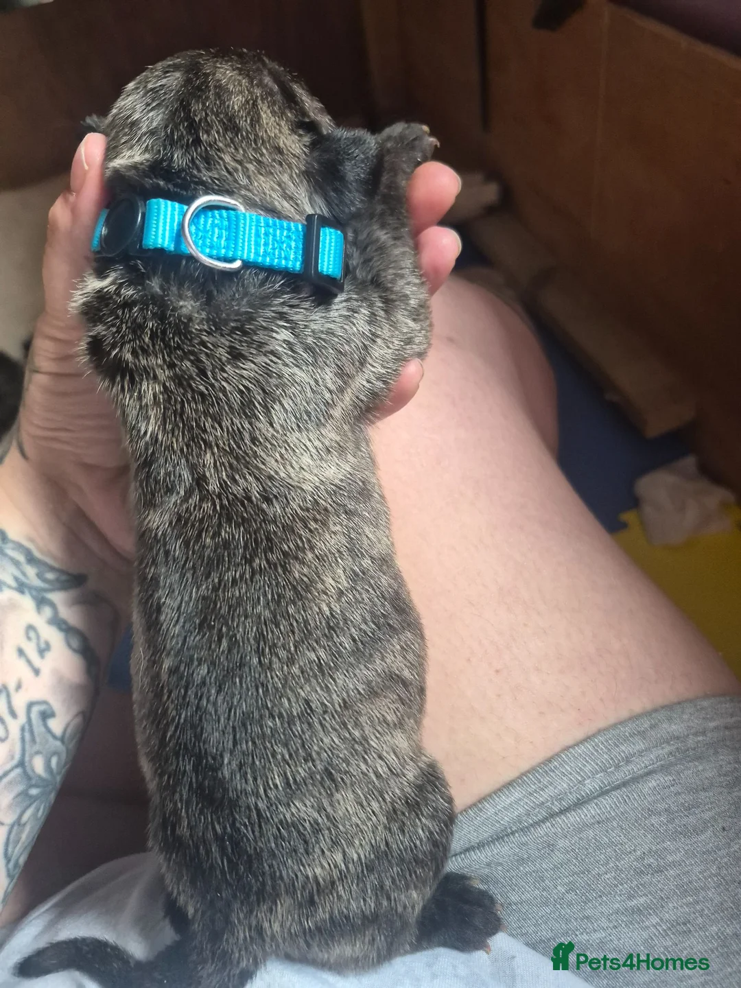 Mixed Breed dogs for sale: Boerso Babies  - Advert 40