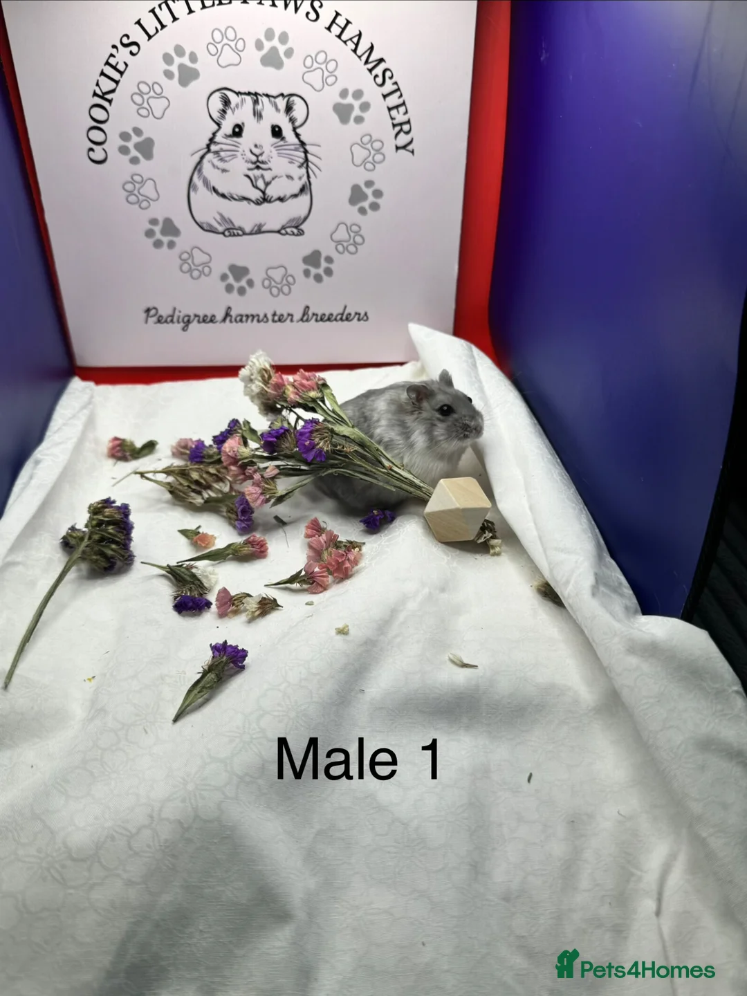 Hamster rodents for sale: Pedigree Winter White pups  - Advert 2