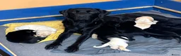 Labrador Retriever dogs for sale: Beautiful Labrador Puppies - 5 available  in Barrow-upon-Humber - Advert 1
