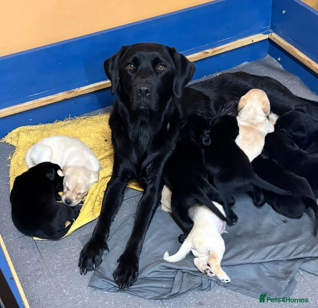 Labrador Retriever dogs for sale: Beautiful Labrador Puppies - 5 available  in Barrow-upon-Humber - Advert 1