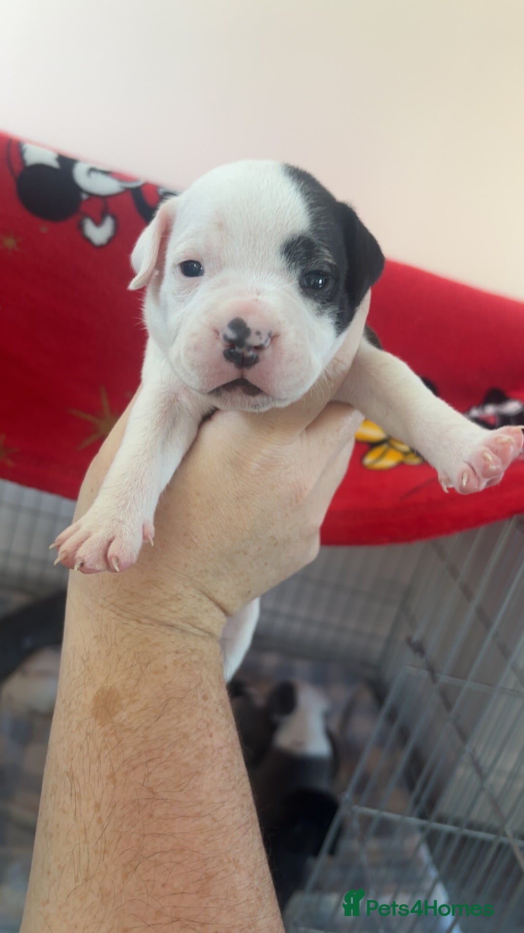 Staffordshire Bull Terrier dogs for sale: Staffordshire bull terriers  - Image 15