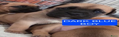 Dark Blue Boy