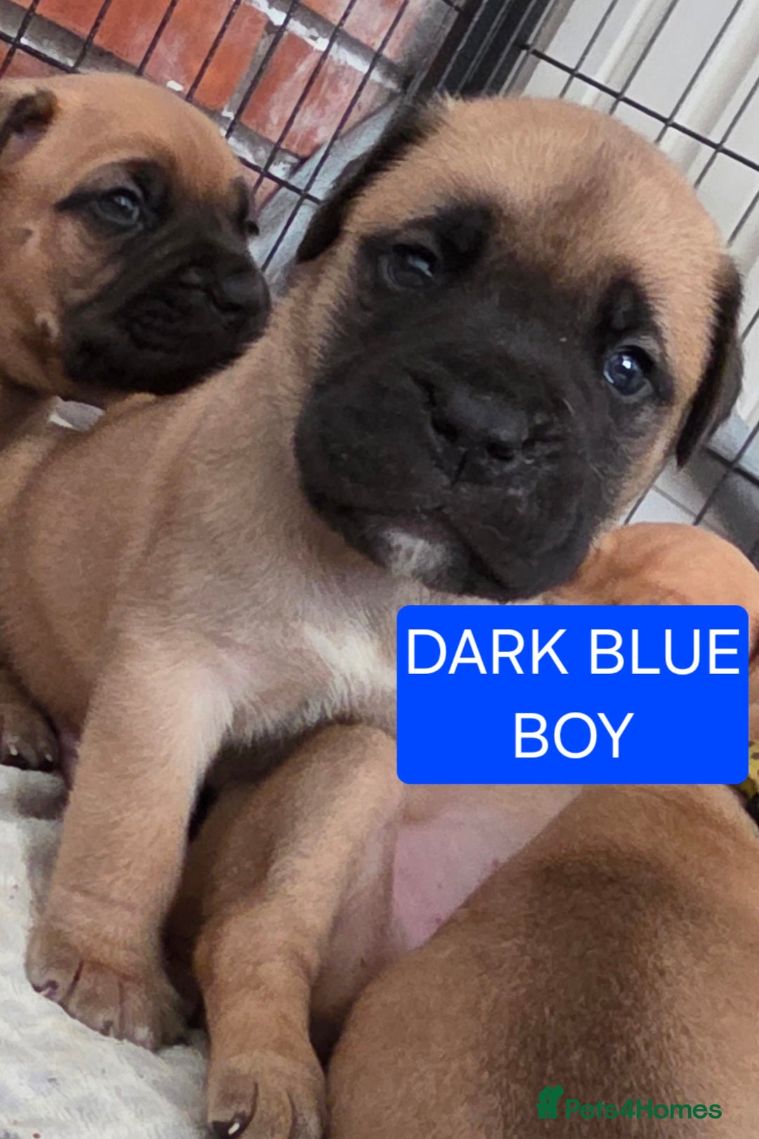 Mixed Breed dogs for sale: Adorable Bull Bordeaux Puppies  - Advert 4