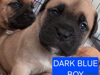 Mixed Breed dogs - Advert 6